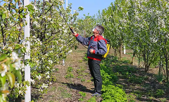 Fruit Tree Fertilizers: Nutrition Strategies for Long-Term Yield